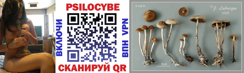 Галлюциногенные грибы Psilocybine cubensis Болохово