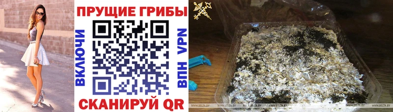 Псилоцибиновые грибы Psilocybe  даркнет клад  Болохово  купить наркотики сайты 